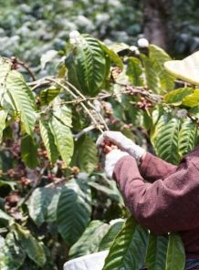 Bromo tour package, Ijen crater visit, Kaibaru journey, Surabaya tours, Malang trips